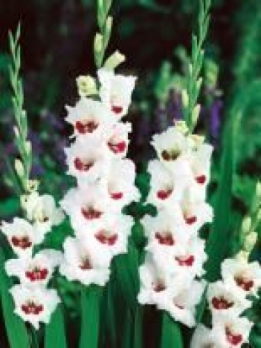 images/productimages/small/v283 Gladiolus-Fiorentina.jpg